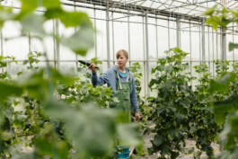 In einer fesselnden Darstellung der Unternehmensfotografie in Düsseldorf steht eine Person inmitten des üppigen Grüns eines Gewächshauses, umgeben von hohen Pflanzen und hält ein Gartengerät in der Hand. Dieses Bild verbindet auf elegante Weise Natur mit professioneller Essenz und eignet sich perfekt für Unternehmensporträts und Reportagen. Portrait und Reportage Fotografie für Corporate und Editorial